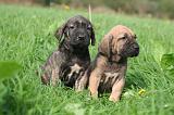 FILA BRASILEIRO 181